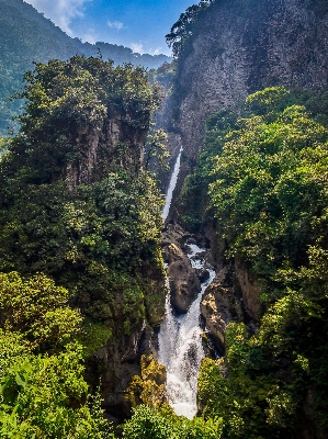 Foto Albero natura foresta cascata