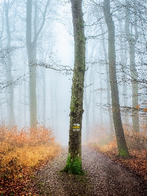 Tree nature forest path Photo