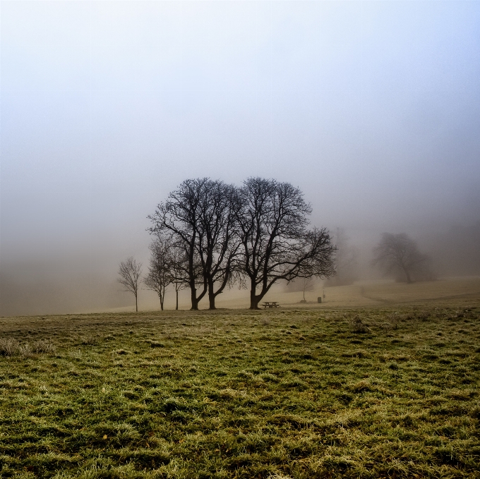 Landscape tree nature forest