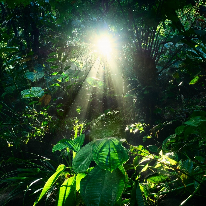 Natura foresta ramo leggero