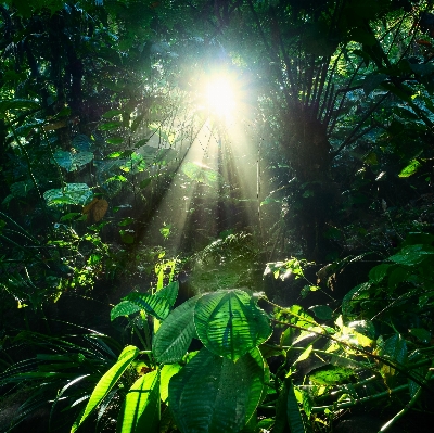 Foto Alam hutan cabang lampu