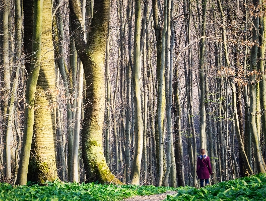 Tree nature forest path Photo