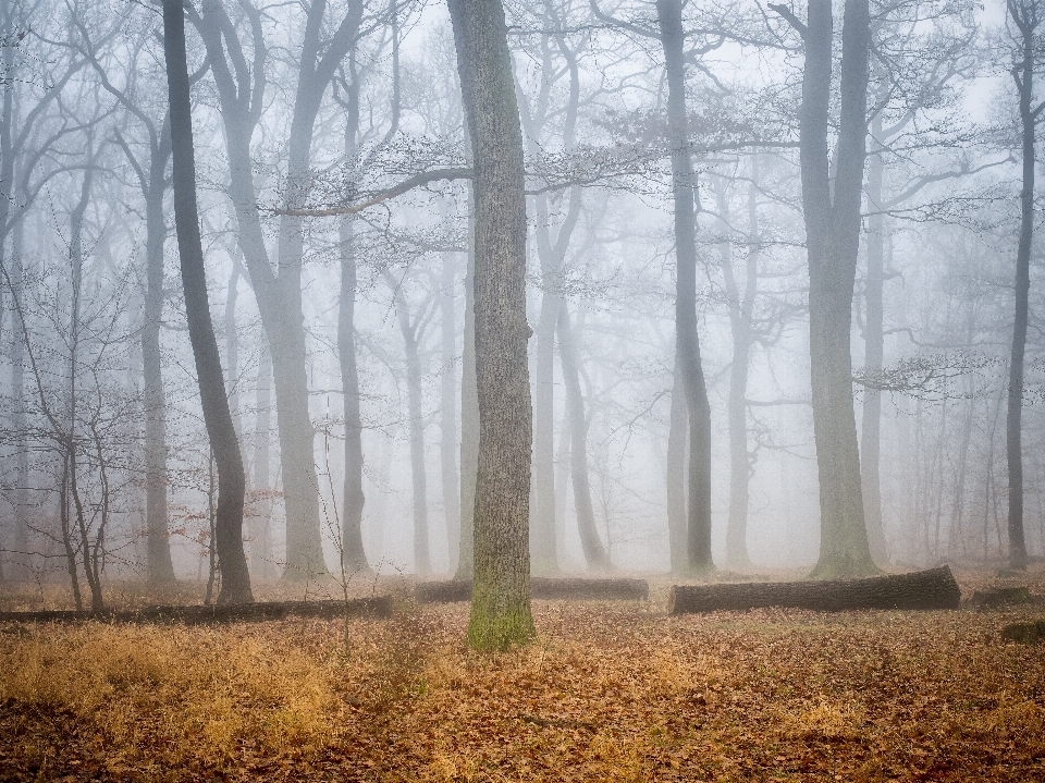 árvore floresta filial inverno