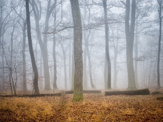 Tree forest branch winter Photo