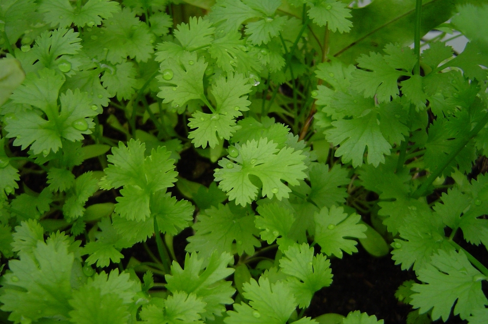 Natura pianta foglia fiore