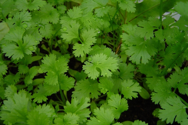 Nature plant leaf flower Photo