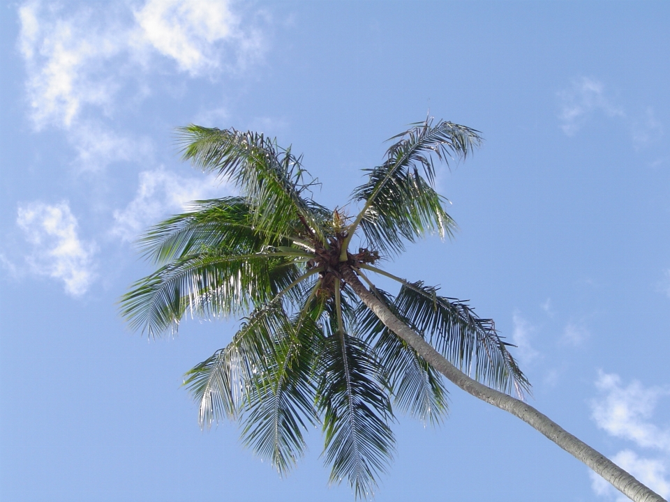 Pohon cabang tanaman langit