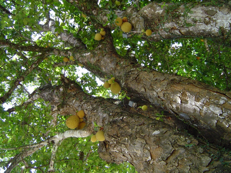 Pohon alam hutan cabang