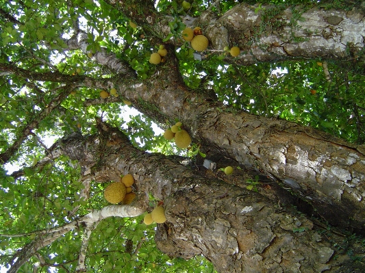 木 自然 森 ブランチ 写真