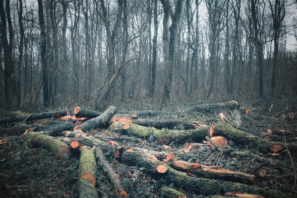 Landscape tree nature forest Photo