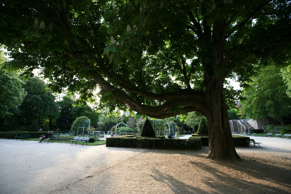 Pohon tanaman daun bunga