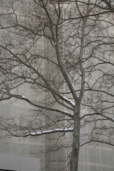 Albero ramo nevicare inverno