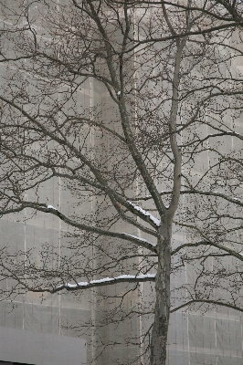 木 ブランチ 雪 冬 写真