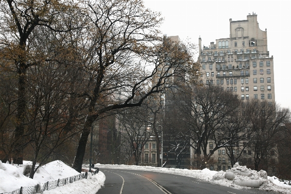 木 雪 冬 ニューヨーク
 写真