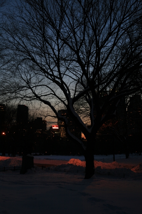 Baum zweig schnee winter