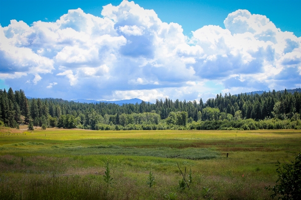 Landscape tree water nature Photo