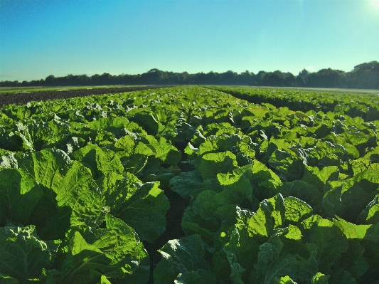 Nature plant field farm Photo