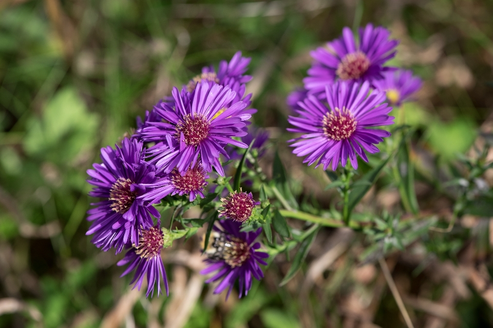 Nature plant meadow flower