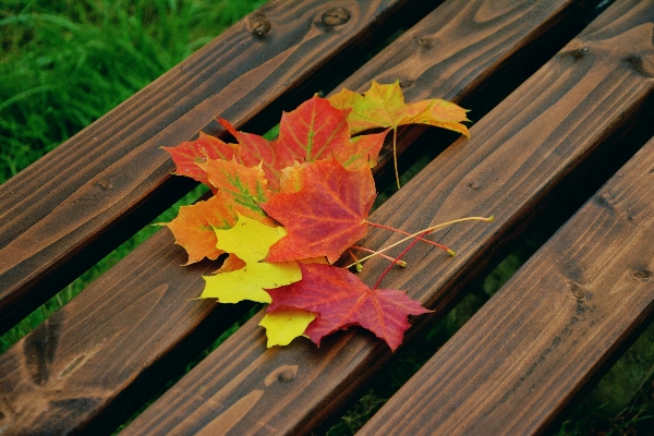 Tree branch plant wood Photo