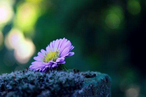 Landscape nature grass blossom Photo