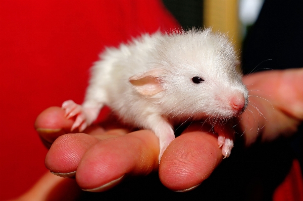 White sweet mouse cute Photo