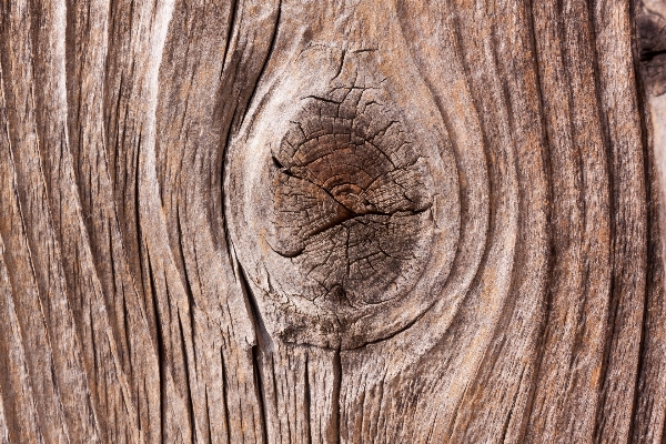 Tree branch structure plant Photo