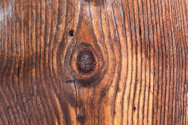 Tree branch structure board Photo