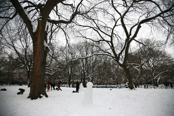 Tree forest branch snow Photo