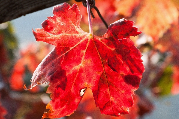 Tree branch plant vineyard Photo