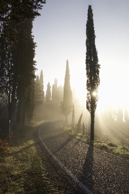 Landscape tree nature forest Photo