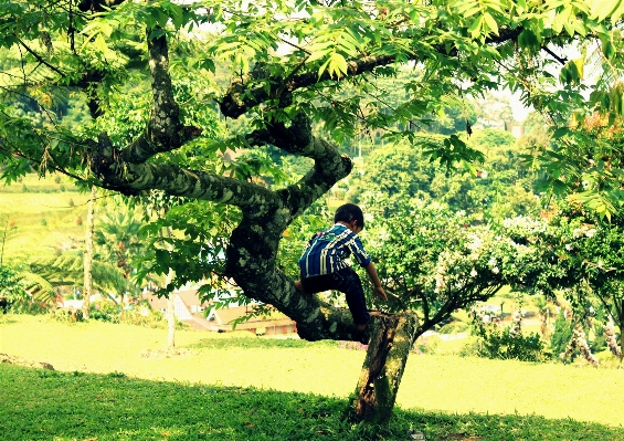 Tree nature people plant Photo