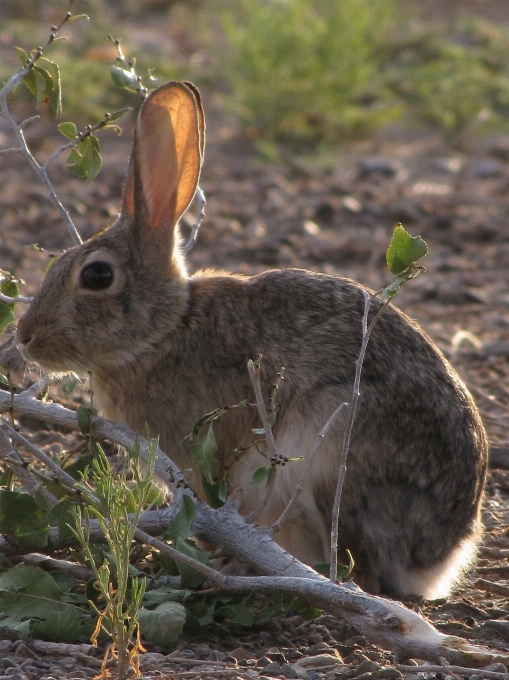 Natura carino profilo guardare