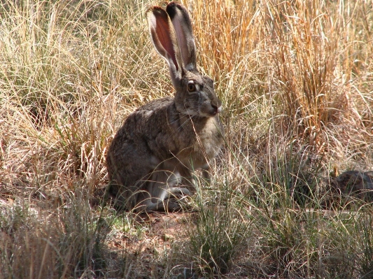 Nature grass prairie cute Photo