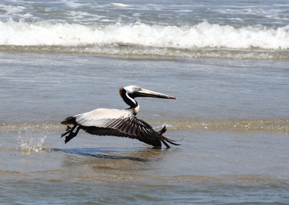 Mar agua naturaleza océano