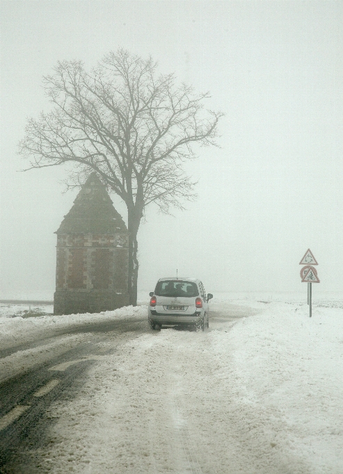 Tree snow winter fog