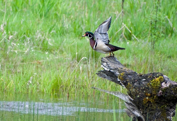 Landscape water nature bird Photo