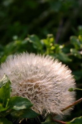 自然 草 植物 草原
 写真