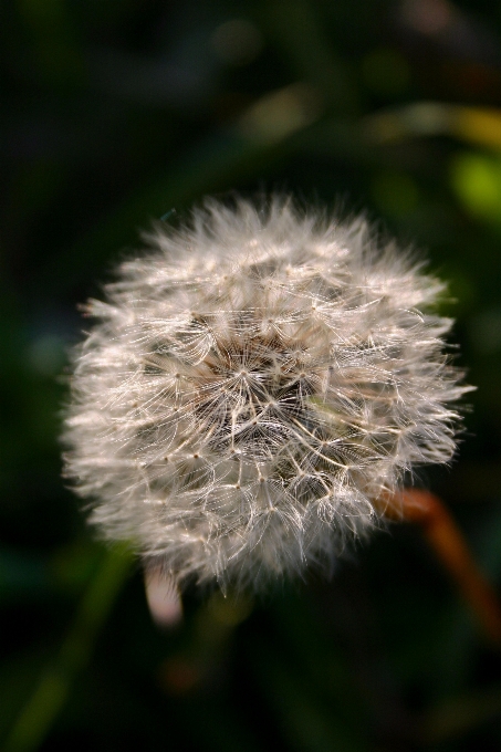 Nature herbe usine la photographie