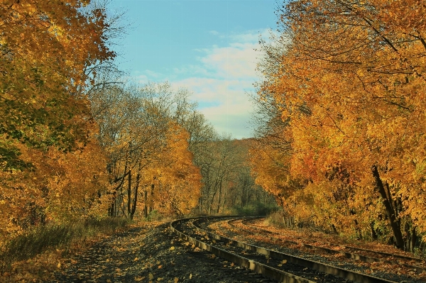 Landscape tree nature forest Photo