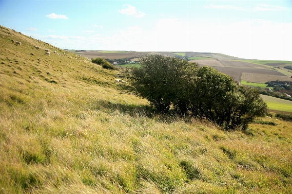 Foto Paisaje árbol césped desierto
