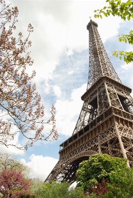 Tree flower eiffel tower paris Photo