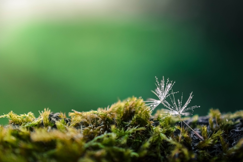 Drzewo natura trawa oddział