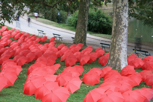 Plant leaf flower petal Photo