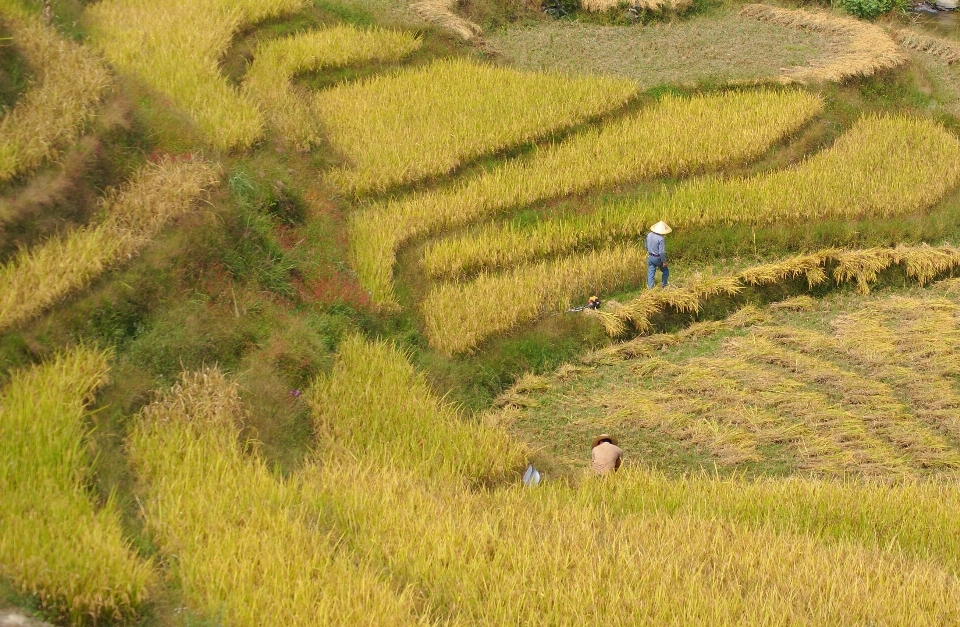 景观 场地 草地 草原