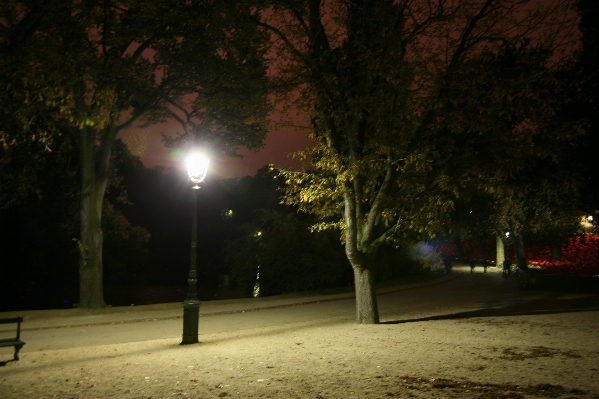 Baum licht sonne nacht Foto