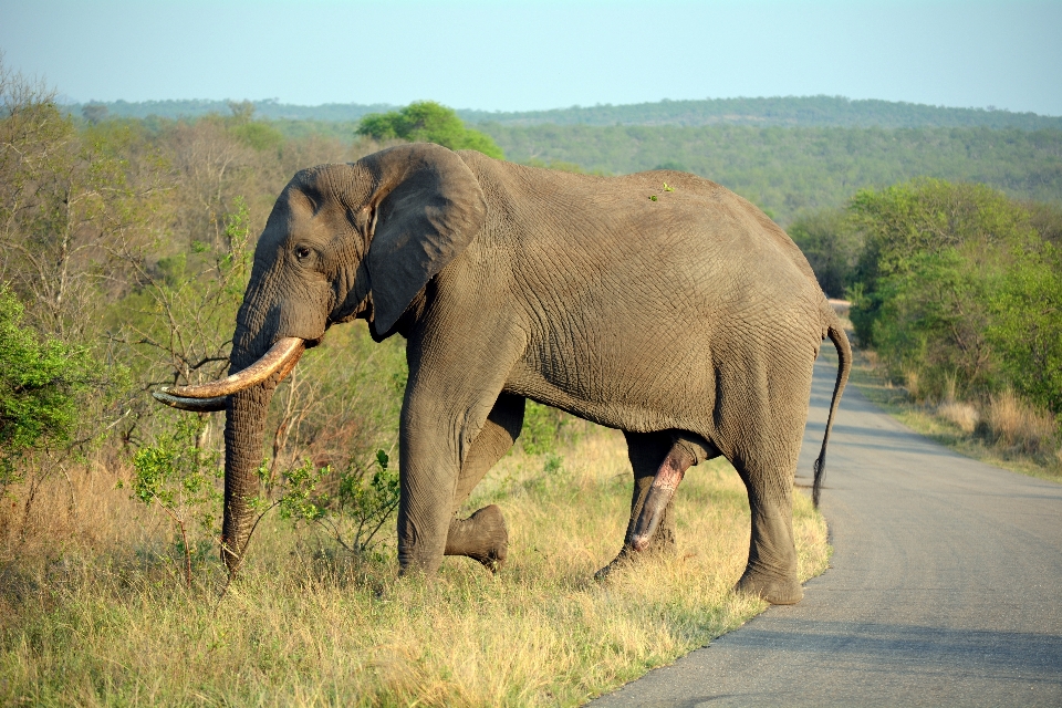 Nature adventure wildlife herd