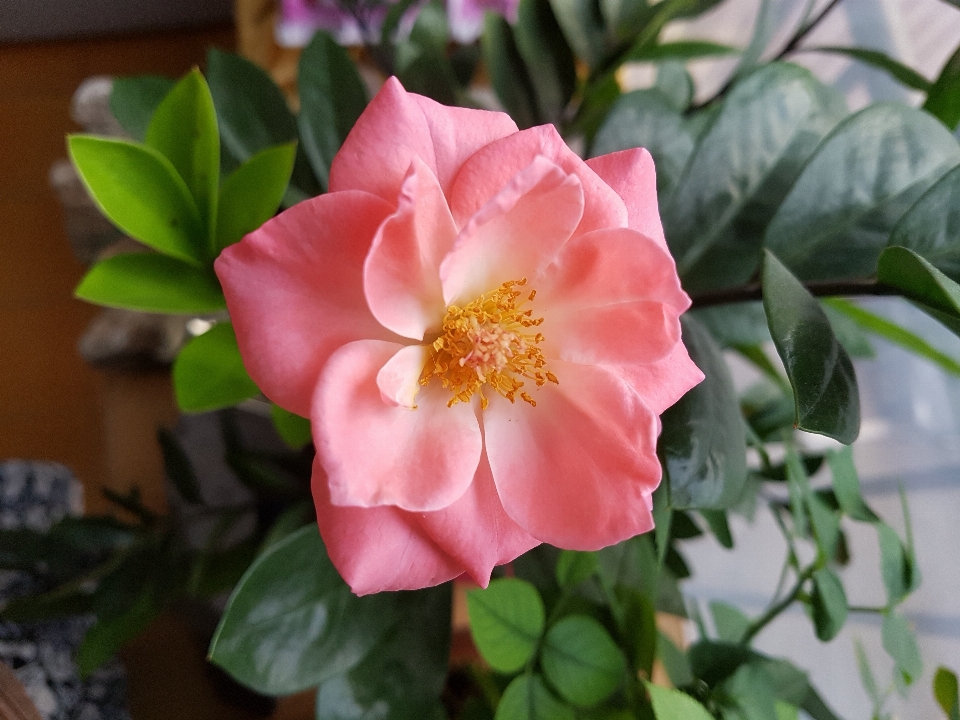 Fiore pianta petalo rosa