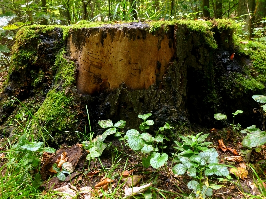 Landscape tree forest wilderness Photo