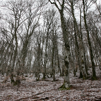 Baum wald wildnis
 zweig Foto