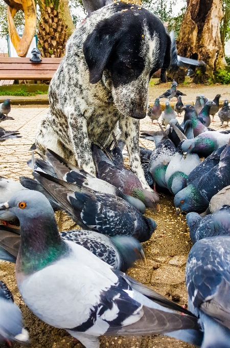 árvore natureza pássaro cachorro